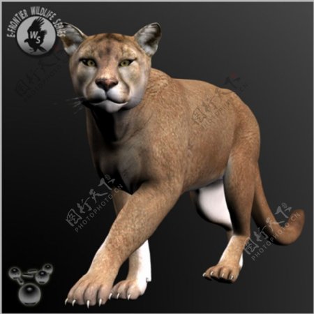 3d猎豹模型下载