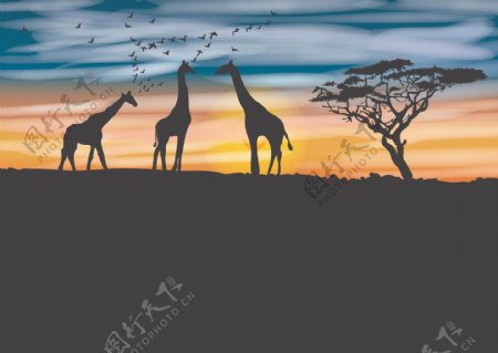 非洲长颈鹿矢量素材