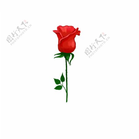 浪漫情人节手绘玫瑰可商用