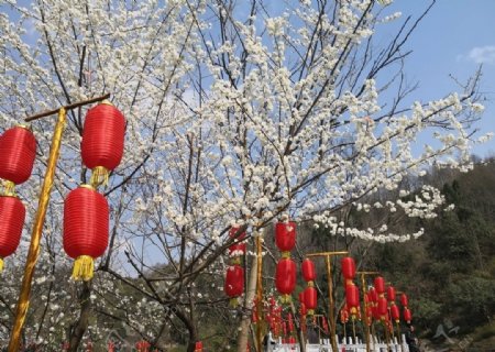 春节梨花树