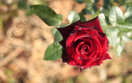 玫瑰花浪漫法式