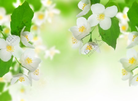 白色茉莉花绿叶春天茉莉花