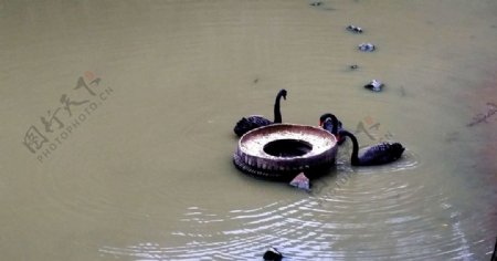 北京八达岭野生动物园黑天鹅