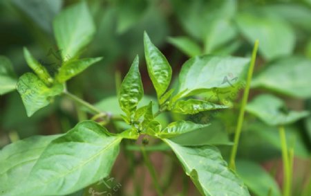 绿色植物摄影