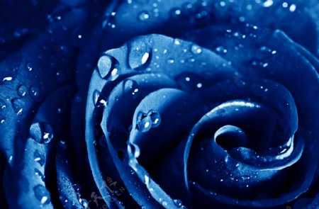蓝色玫瑰露珠