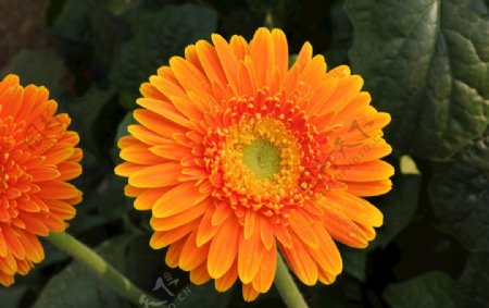 橙色荷兰菊