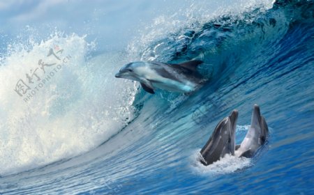 海洋蓝色海豚分层图