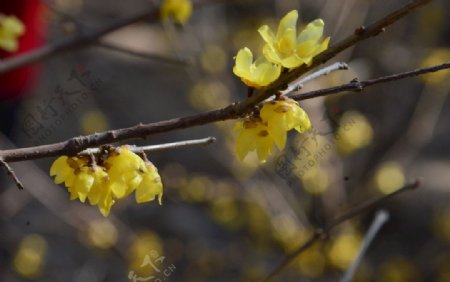 蜡梅花