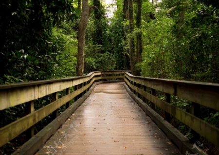 森林木桥