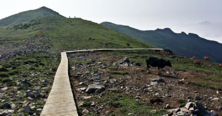 北京灵山上的牛马