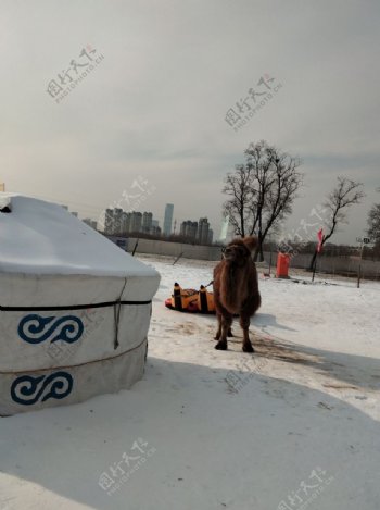 骆驼景区雪地雪景蒙古包