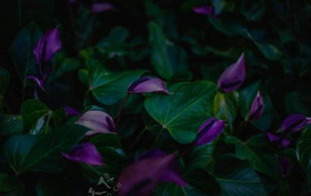 优雅紫色的花朵