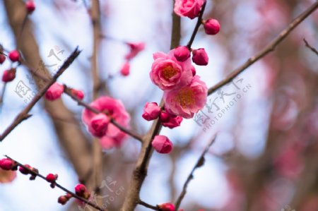 春季唯美粉色梅花海报背景