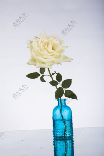 白色玫瑰花朵摄影图