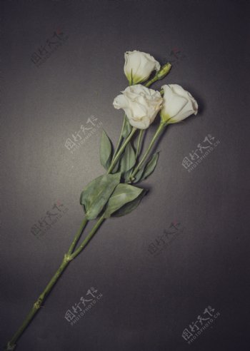 一支白花摄影图片