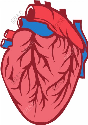 手绘器官心脏正面矢量免抠素材