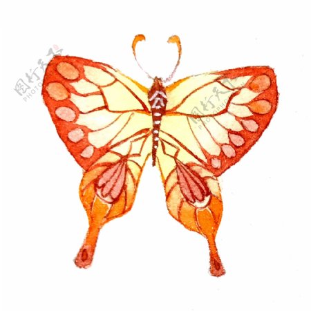 蝴蝶橙色翅膀昆虫美丽PNG