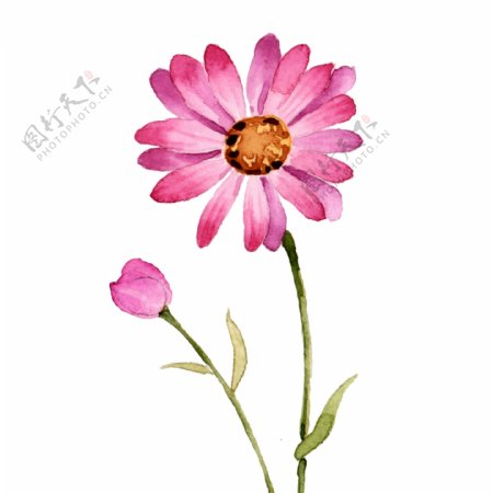 粉色小雏菊水彩手绘植物花卉