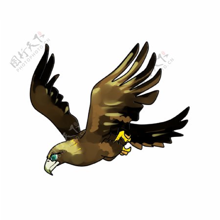 手绘动物设计老鹰