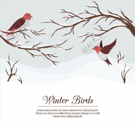 冬季树枝和鸟