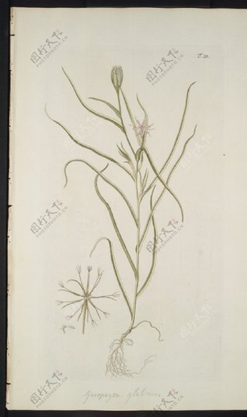 欧式美式手绘自然植物本草插画