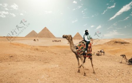 高清沙漠骆驼风景