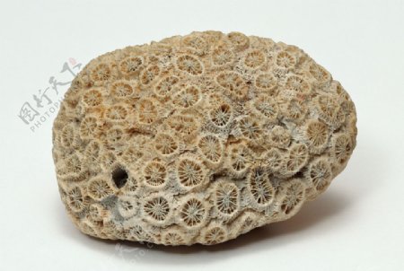 菊花化石