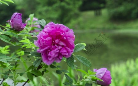 紫花重瓣玫瑰