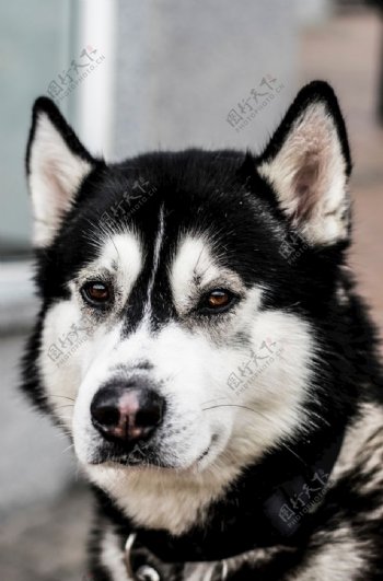 黑白西伯利亚哈士奇狗