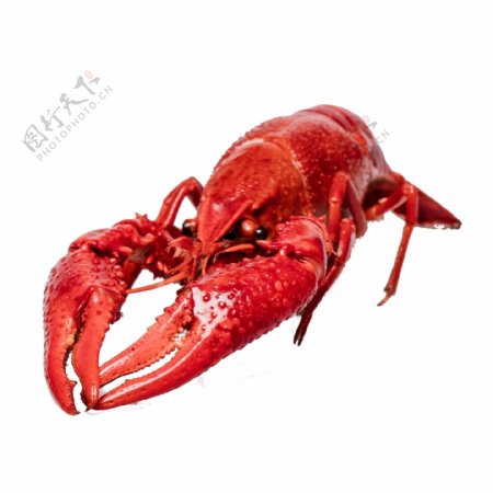 红色的大虾食物