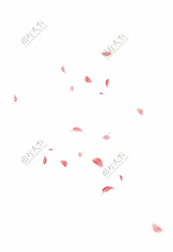 粉色樱花树花瓣飘落