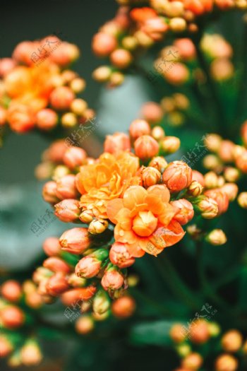 橙色长寿花商用摄影