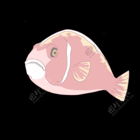 粉色鱼类生物