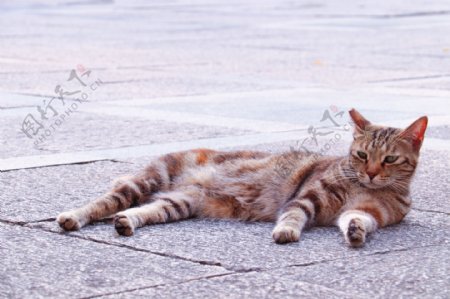可爱黄白纹田园猫侧躺简约背景摄影图