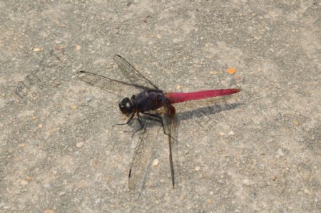 一只停落在大石头上歇息的红蜻蜓特写