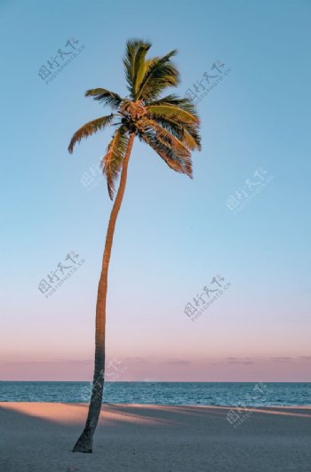 海边沙滩椰子树蓝天