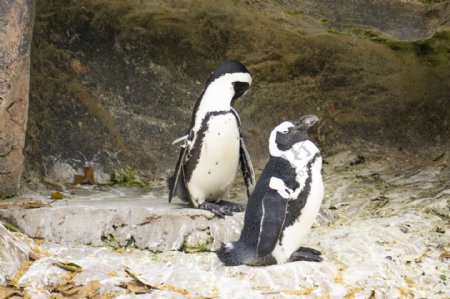 可爱的两只南极企鹅摄影