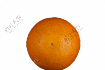 又圆又大的新鲜橘子