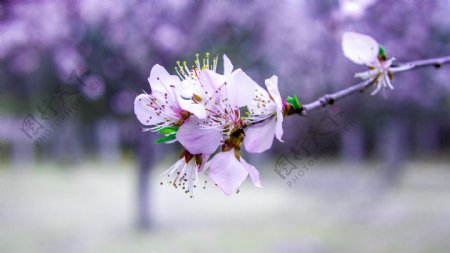 樱花花蕊细节抓拍高清图片