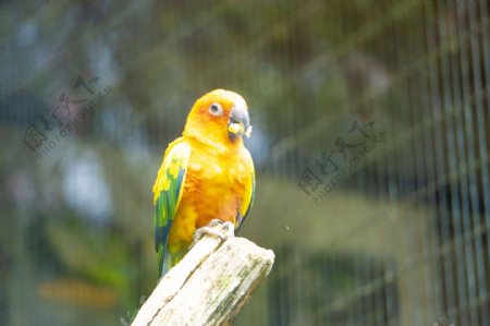 枝头漂亮黄色鹦鹉照片