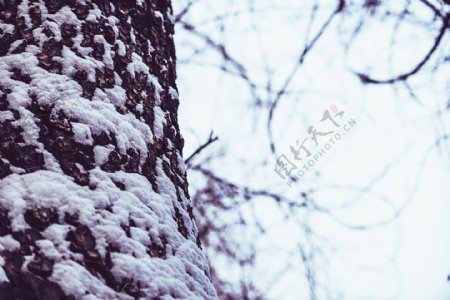 被白雪覆盖的老树根