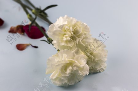 鲜花系列之白色的花朵2