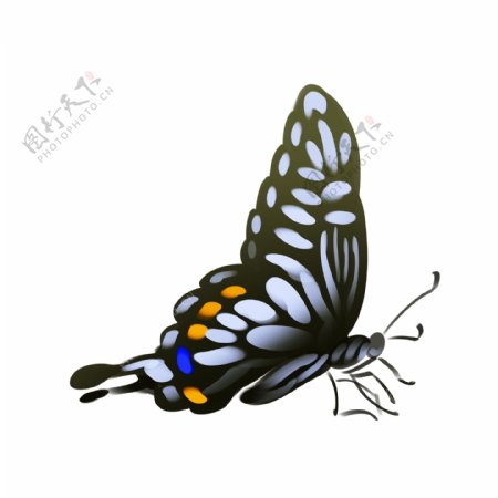 黑色的蝴蝶装饰插画