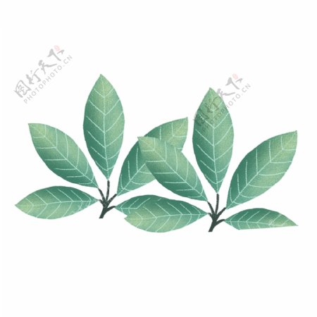 手绘插画绿色树叶植物素材