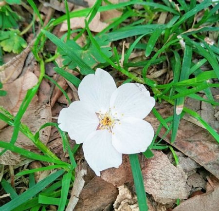 独朵白色樱花