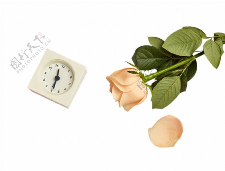 闹钟和玫瑰花花瓣