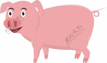 肥胖的可爱猪