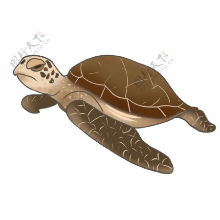 棕色海洋乌龟