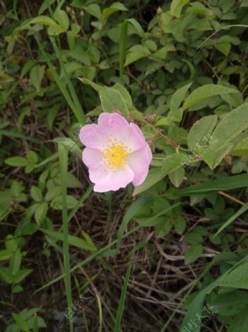 芍药花野牡丹