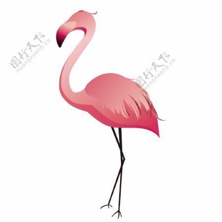 粉红色丹顶鹤插画图案